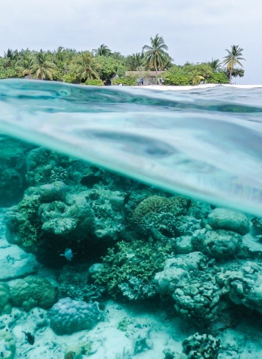 Как потепление воды изменит океан