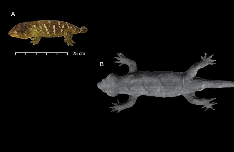 Родиной самого большого в мире геккона оказалась Новая Каледония