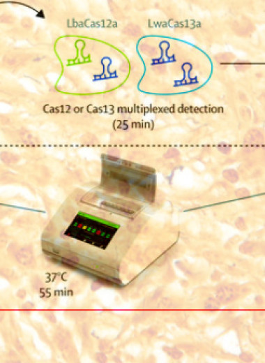 Портативная система диагностики половых инфекций на основе CRISPR-Cas прошла первые испытания