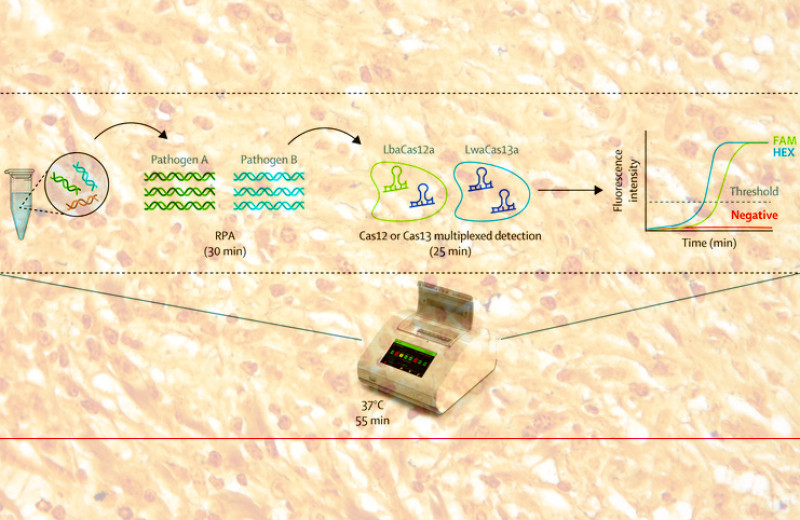 Портативная система диагностики половых инфекций на основе CRISPR-Cas прошла первые испытания