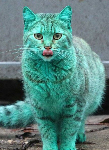 Откуда взялся тот самый зеленый кот и другие 50 удивительных фактов о кошках
