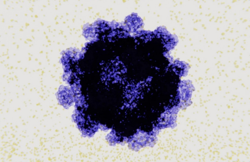 Почему вирусы могут вызвать воспаление кишечника — и при чем тут наши гены