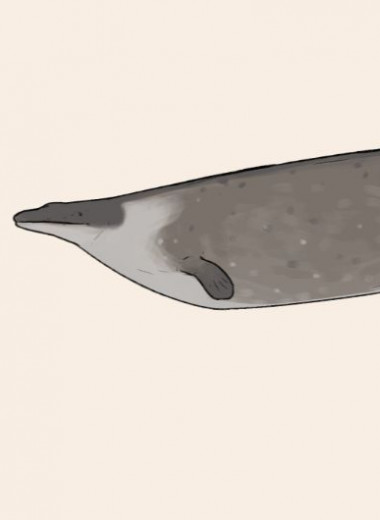 Палеонтологи отобрали у древнего кита из Перу титул самого тяжелого животного в истории