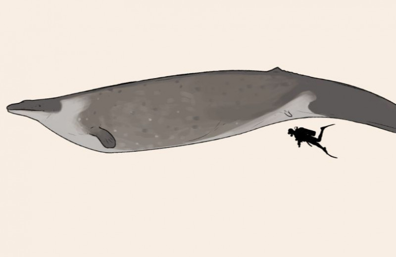 Палеонтологи отобрали у древнего кита из Перу титул самого тяжелого животного в истории
