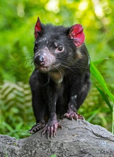 Вымирание тасманского дьявола привело к изменению генетики совсем другого хищника — маленького кволла