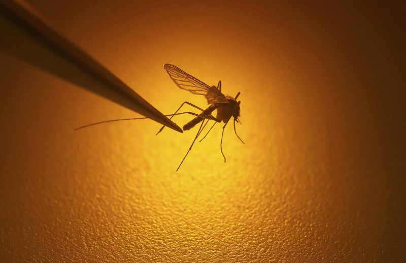 Изменение климата в Европе ведет к росту вирусных заболеваний, переносимых комарами