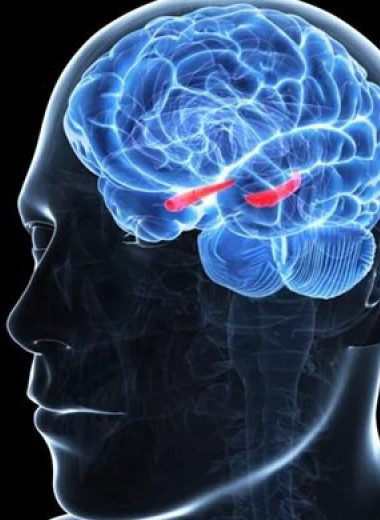 Мозг не устанавливает различий между личным воспоминаниями и общими знаниями