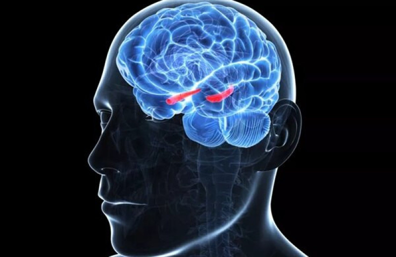 Мозг не устанавливает различий между личным воспоминаниями и общими знаниями