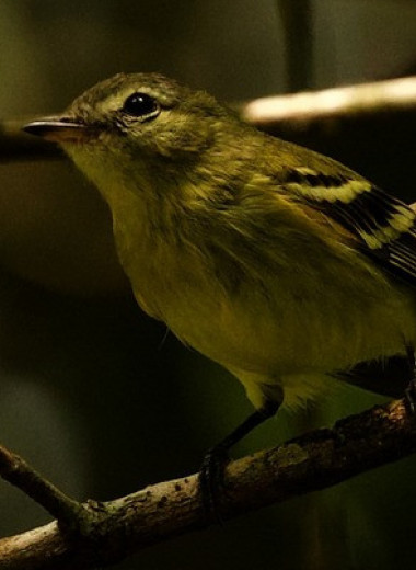 Орнитологи переоткрыли скрывавшуюся 16 лет птицу из Венесуэлы
