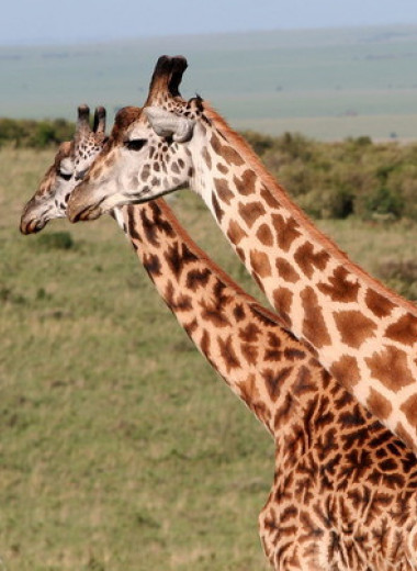 Общение с сородичами повысило выживаемость самок жирафов