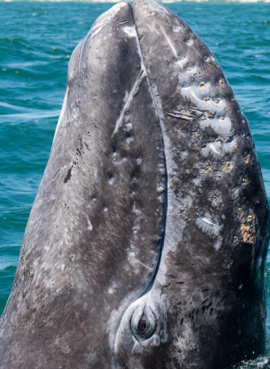 Киты пахнут лекарствами — что делать? Как химики из МГУ чукотским охотникам помогали