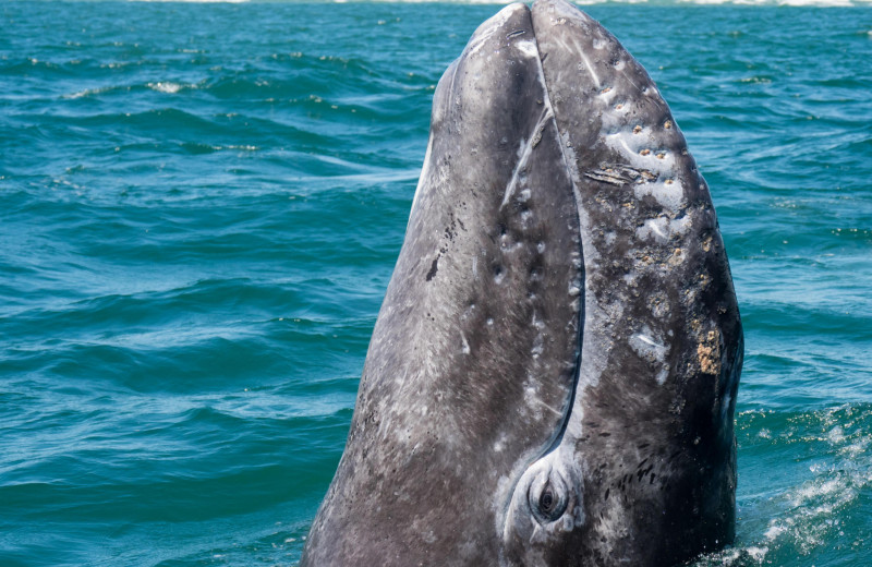 Киты пахнут лекарствами — что делать? Как химики из МГУ чукотским охотникам помогали