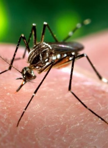 Ученые устроили австралийским комарам бактериальный геноцид
