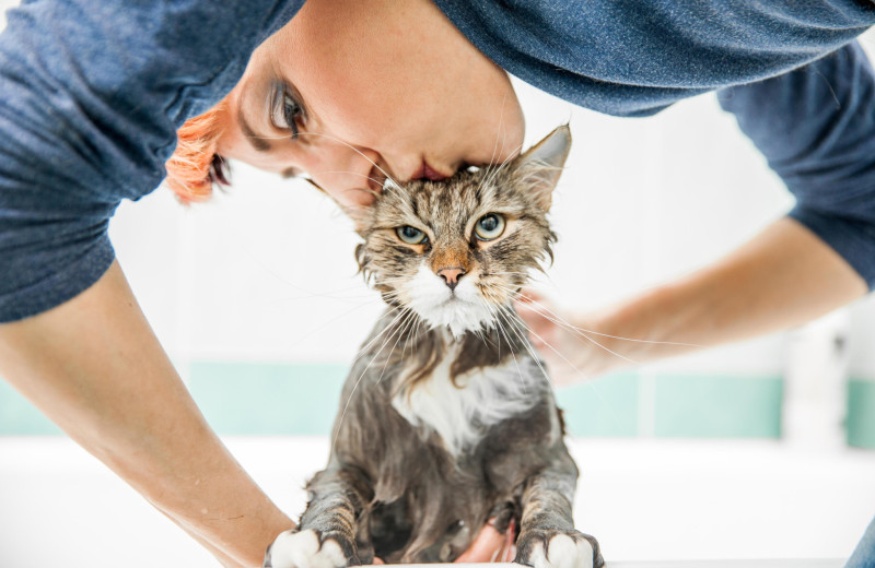 Как сказать кошке или собаке, что вы их любите