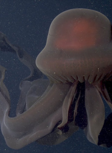 Редкая гигантская медуза попала на видео