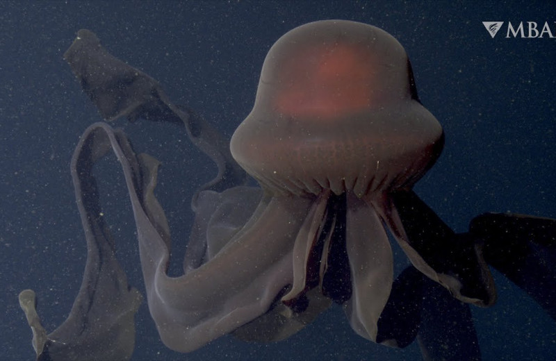Редкая гигантская медуза попала на видео