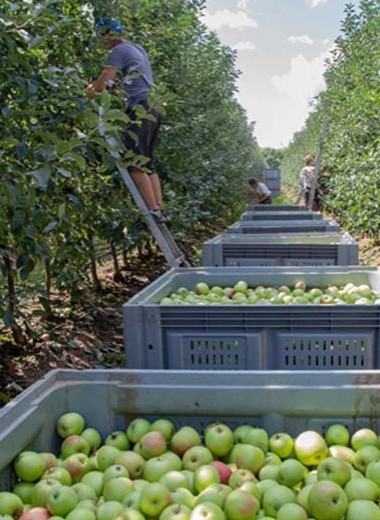 Apple из Краснодара. Как устроен крупнейший фруктовый сад в Европе