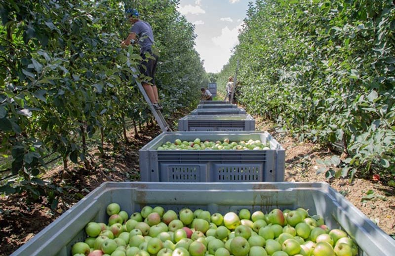 Apple из Краснодара. Как устроен крупнейший фруктовый сад в Европе