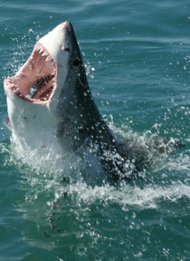 Молодые белые акулы у берегов Австралии предпочли скатов и пелагических рыб