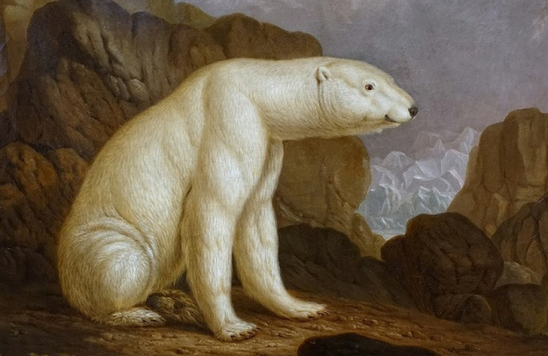 ДНК возрастом более 115 тысяч лет указала на уязвимость белых медведей перед потеплением климата