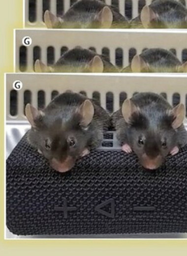 Мыши с ГМ-клетками послушали группу Queen и выработали инсулин