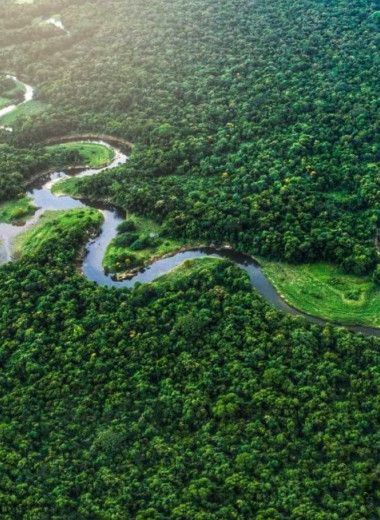 ЮНЕСКО признала 10 лесов планеты вредными: они выделяют больше углерода, чем поглощают