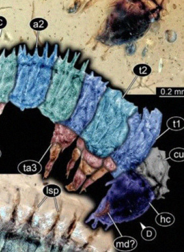 В бирманском янтаре нашли шипастую гусеницу возрастом 100 миллионов лет