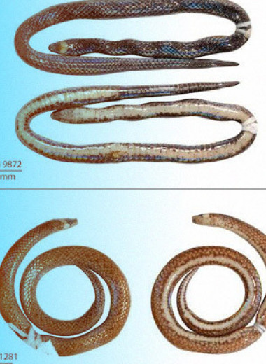 Герпетологи описали новый род и вид миниатюрных роющих змей с Филиппин