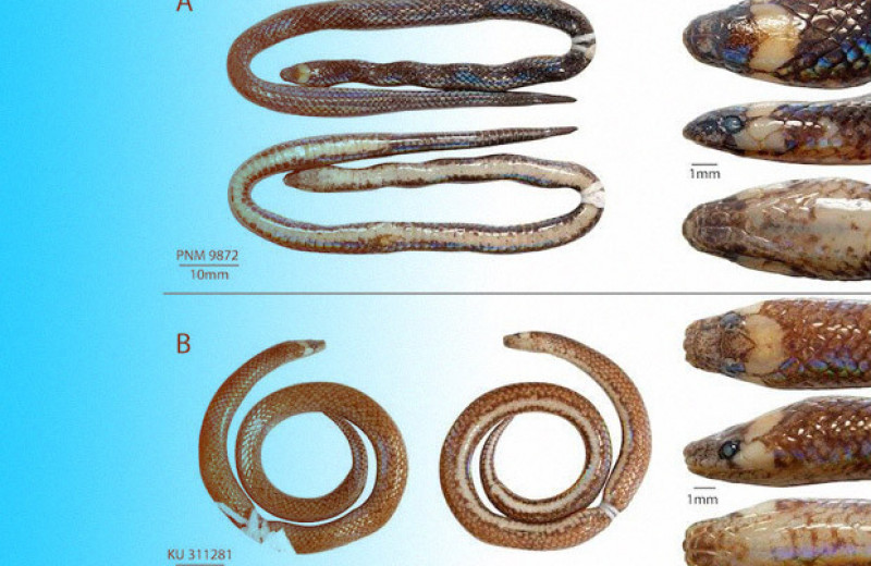 Герпетологи описали новый род и вид миниатюрных роющих змей с Филиппин