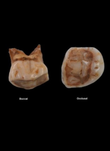 60-тысячелетний зуб с острова Ява приписали сапиенсу