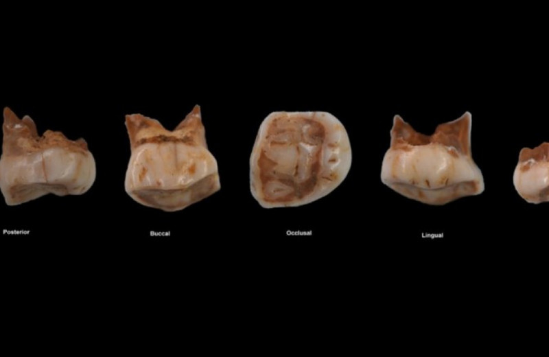 60-тысячелетний зуб с острова Ява приписали сапиенсу