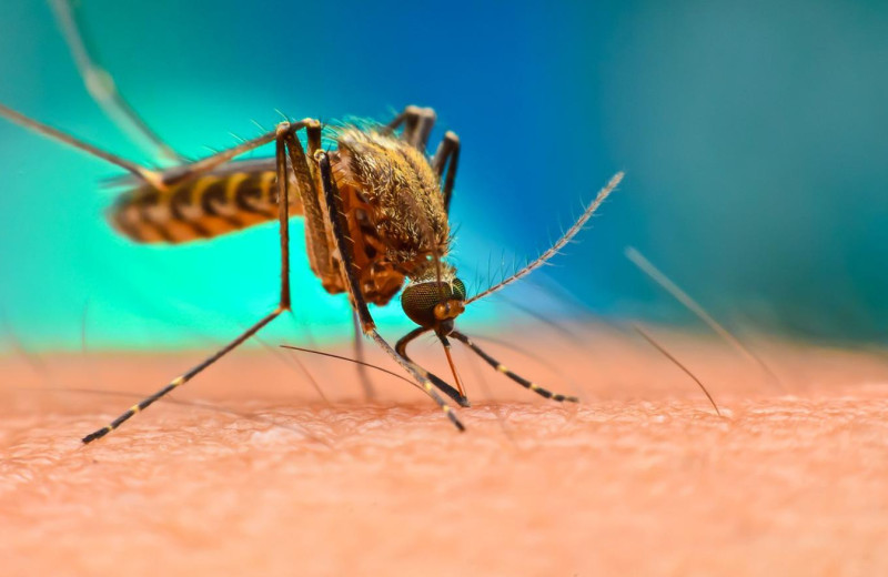 Малярийный комар: как он выглядит, чем опасен и есть ли в России