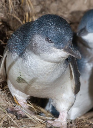 Новозеландцы описали древнейшего малого пингвина