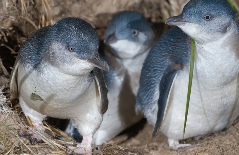 Новозеландцы описали древнейшего малого пингвина