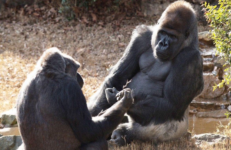 Как рождается любовь в мире горилл