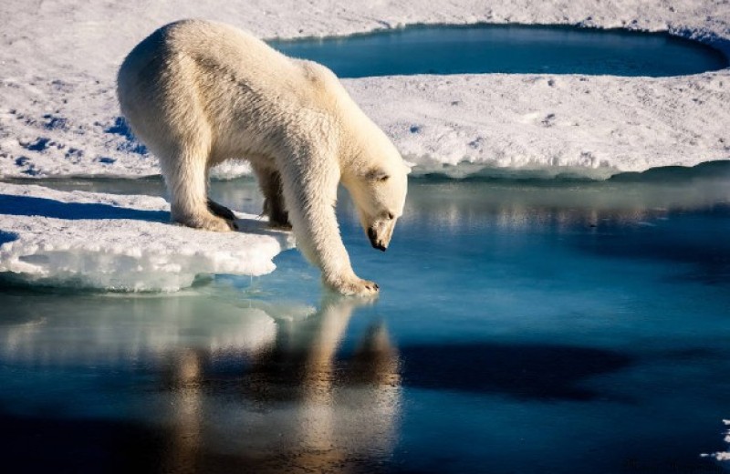 Ученые предрекли почти полное летнее таяние морского льда в Арктике к 2050 году
