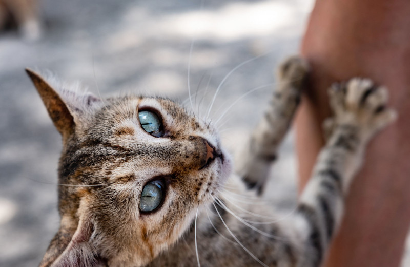 Спаси котика! Как помочь бездомному животному, если ты не можешь взять его себе