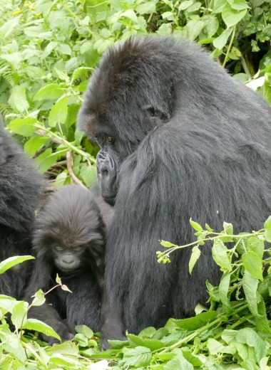 Человек и животные страдают от несчастий пережитых в детстве. Но только не гориллы