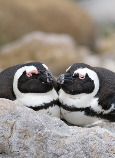 Голоса очковых пингвинов в парах стали похожи друг на друга
