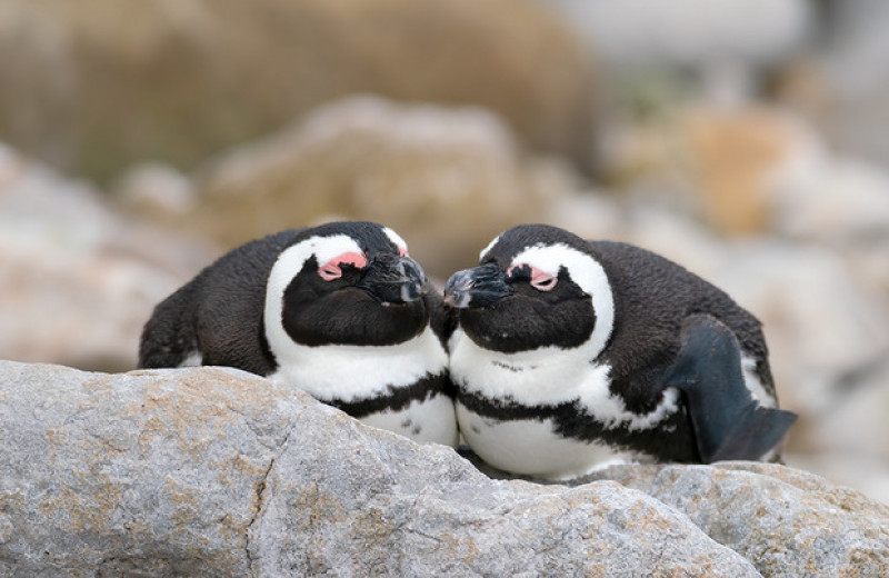 Голоса очковых пингвинов в парах стали похожи друг на друга