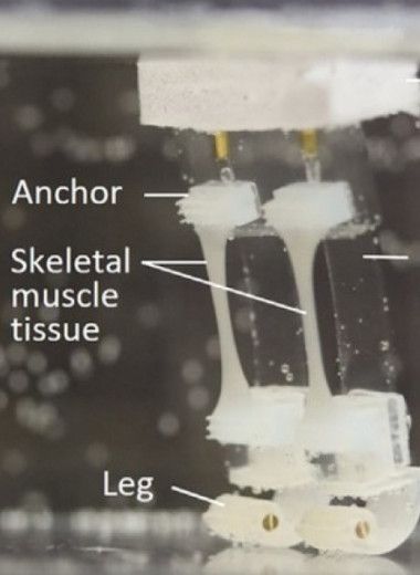 Японцы создали биогибридный двуногий шагоход на основе клеток крысиных мышц