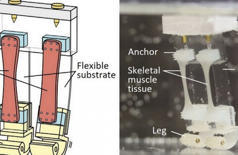 Японцы создали биогибридный двуногий шагоход на основе клеток крысиных мышц