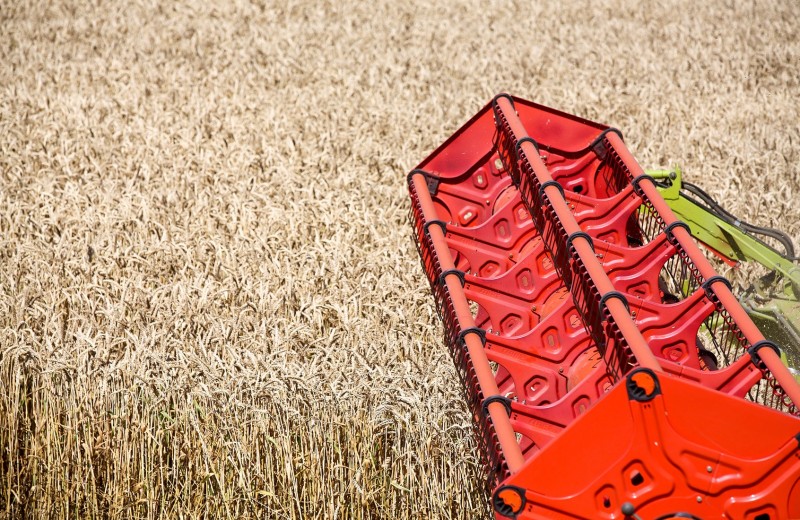 Серп и колос. Русская пшеница угрожает американским фермерам