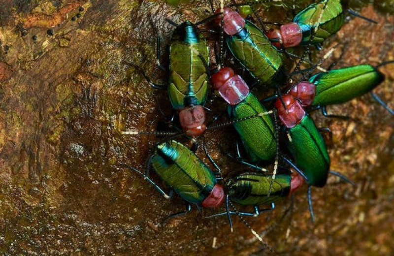Энтомологи заподозрили среди южноамериканских тараканов королеву и рабочих