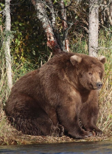 Какой медведь самый толстый? Заповедник на Аляске провёл голосование