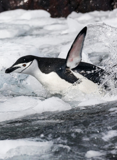 Почему пингвины не летают