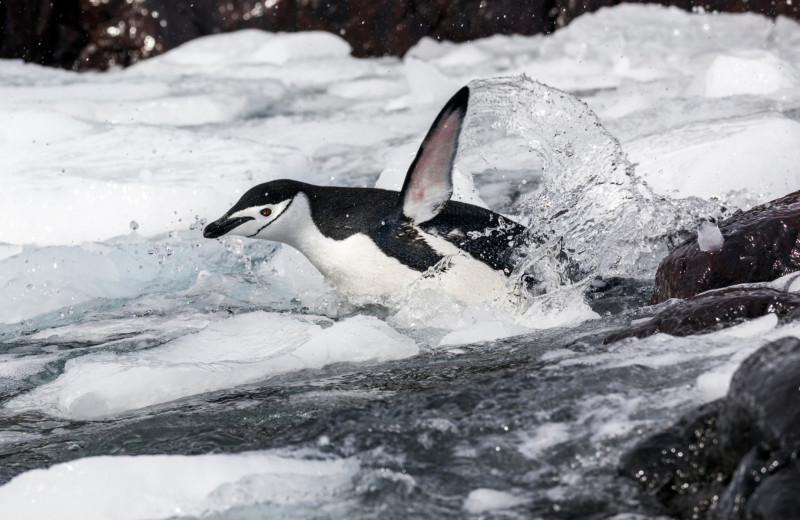 Почему пингвины не летают
