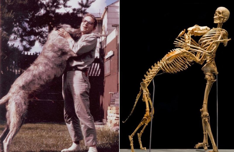 12 фактов о скелете