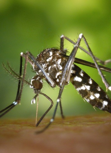 Как стать невидимым для комаров