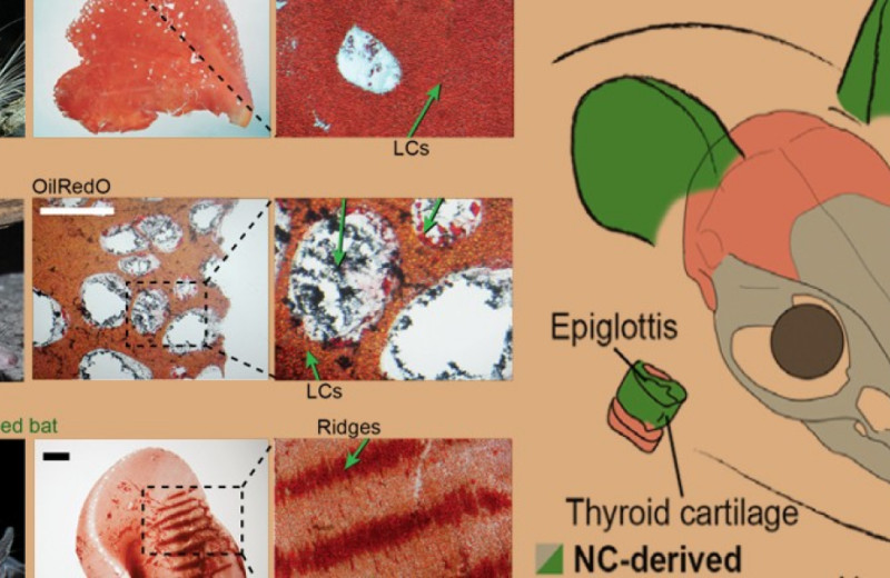 В ушах и носу млекопитающих нашли новую скелетную ткань — липохрящ